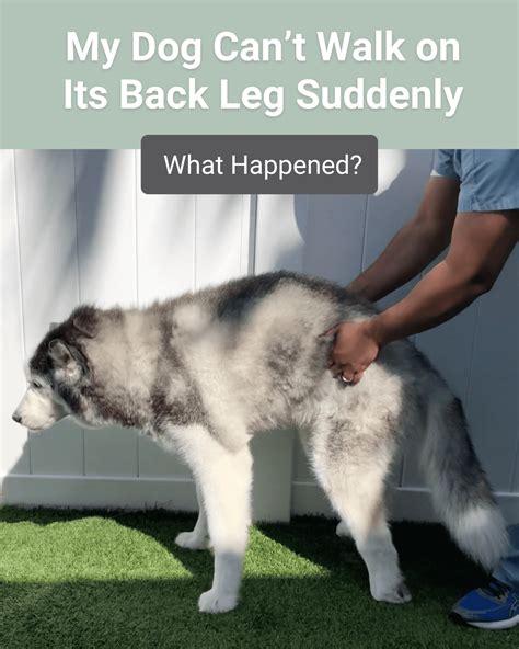 My Dog Cant Walk On Its Back Leg Suddenly What Happened Southeast
