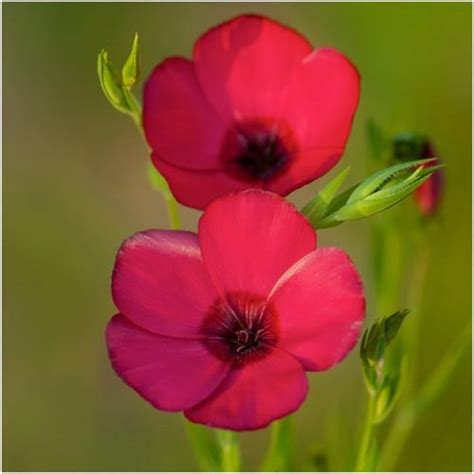 Scarlet Flax Seeds Linum Rubrum Flax Flowers Wildflower Seeds