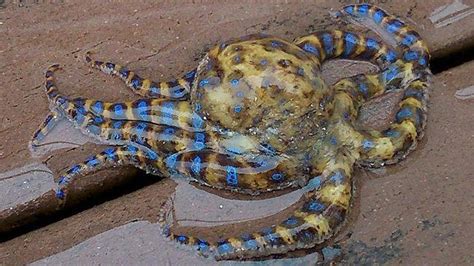 Deadly Blue Ringed Octopus Washes Up On Carrum Beach Prompting Warning