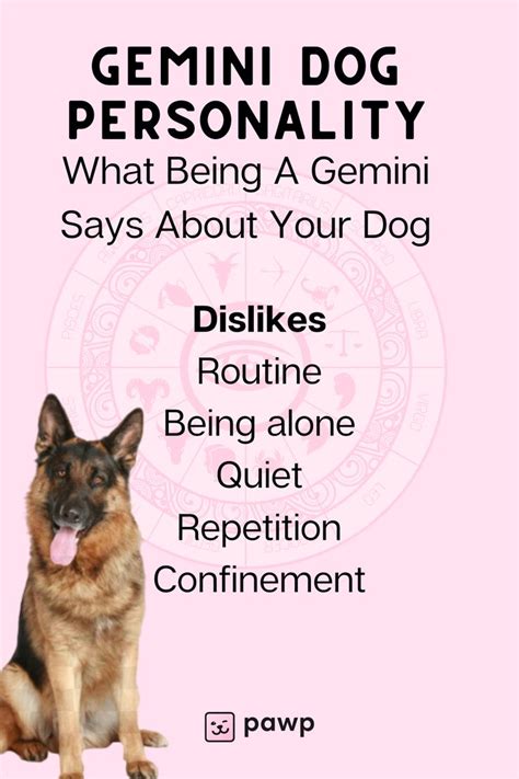 Gemini Dog Personality What Being A Gemini Says About Your Dog Dog