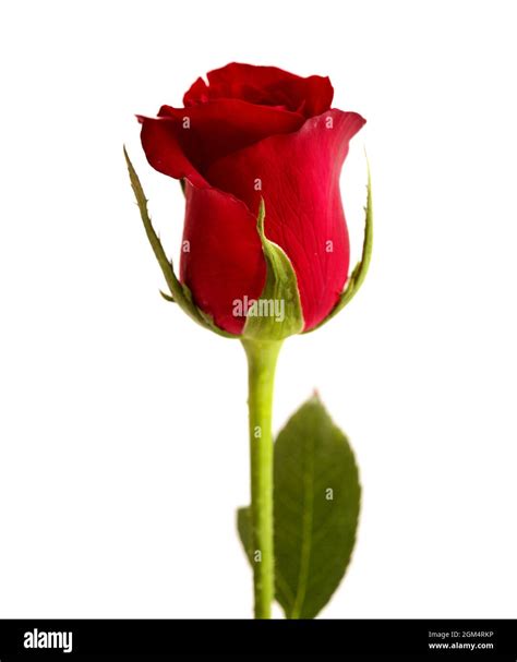 Beautiful Dark Red Rose Isolated On White Background Stock Photo Alamy