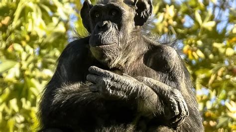 Un Mono Suelto En La Plata Preocupación Y Alerta Entre Los Vecinos Tn