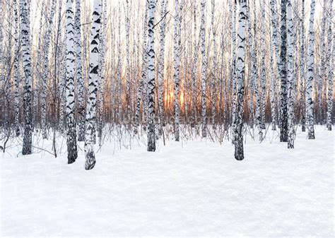 Birch Tree Winter Sun Wallpaper Wallsauce Uk