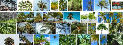 Tropical Trees 93 Best Tropical Tree Types Names And Pictures