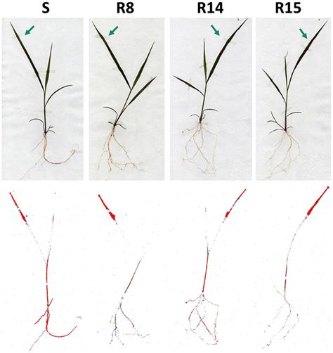 Frontiers First Resistance Mechanisms Characterization In Glyphosate