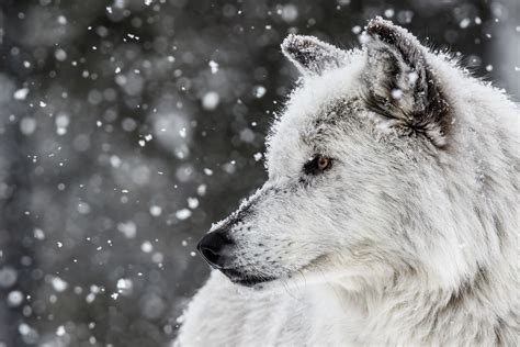 Pin By Helena Atwood On Wolves Snow Wolf Animals Wolf