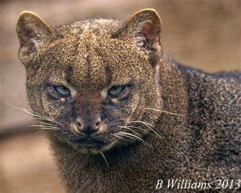 The Jaguarundi Or Eyra Cat Puma Yagouaroundi Is A Small