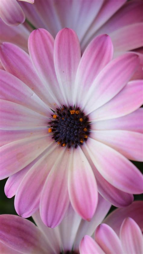 Purple And Whites Daisies Image Abyss