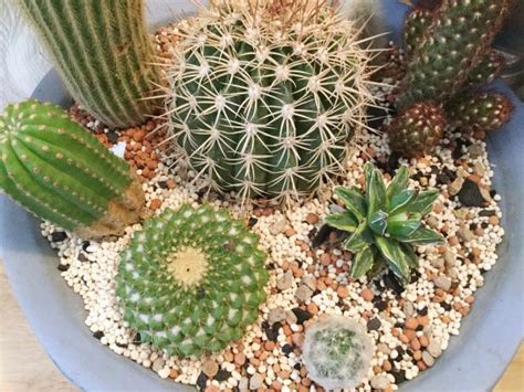 I put pieces of coffee filter over the drain holes 1st to arrange the cacti in the container however it's pleasing to your eye. Cactus Gardens Begin With Some Great Indoor Cacti Care ...
