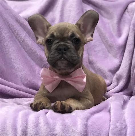 It's true that we all love our dogs, however, finding their hair on carpets, furniture and clothes are something that doesn't thrill us at all. Precious blue fawn baby girl French bulldog ...