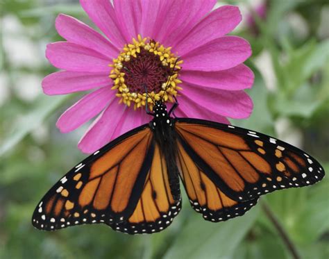 Monarch Butterfly On A Zinnia Smithsonian Photo Contest