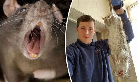 Another Super Rat Found More Proof Britain Is Being Overrun With Giant