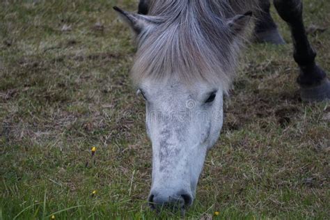White Horse Eating Grass On Pasture Close Up On Head Stock Image