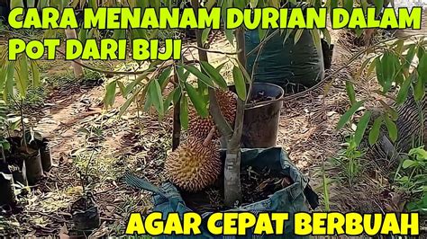 Cara Menanam Durian Dalam Pot Dari Biji Agar Cepat Berbuah Youtube