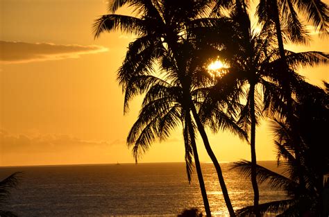 Wallpaper Palm Trees Silhouettes Sea Tropics Sunset Hd Widescreen