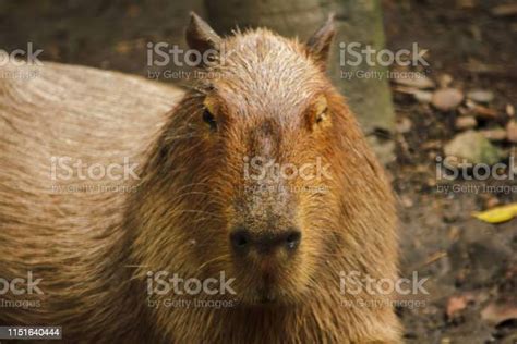 Capibara Berada Di Kebun Binatang Adalah Tikus Terbesar Di Dunia Foto