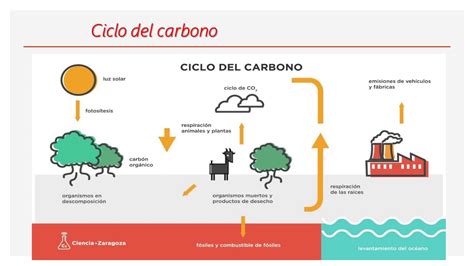 Ciclo Del Carbono Youtube