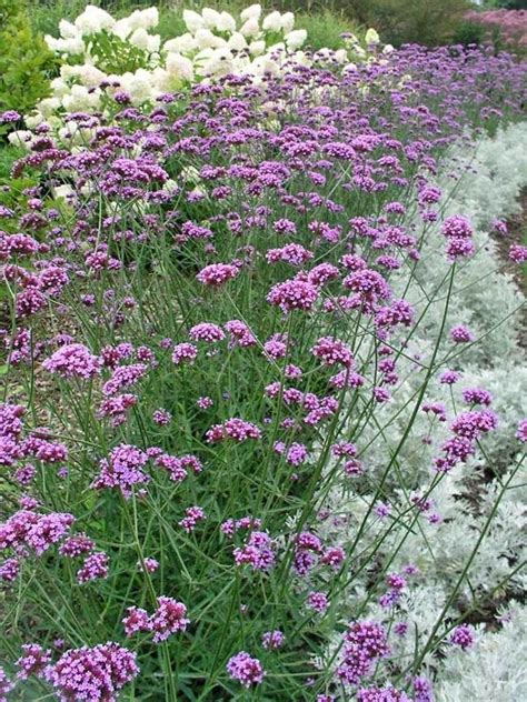 The spectacular colors of the new varieties make. Verbena Bonariensis -- Bluestone Perennials | Verbena ...
