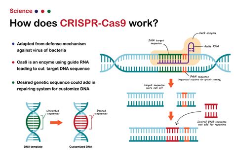 CRISPR Cas Diagram