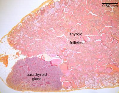 Parathyroid Histology Thyroid And Parathyroid Labels Histology
