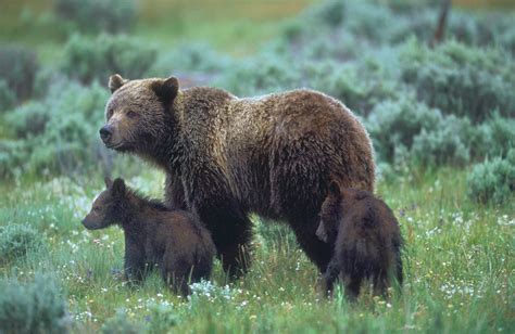 A Grizzly Bear Stands With Her Cubs In Yellowstone National Park