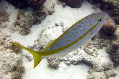 The Yellowtail Snapper - Whats That Fish!