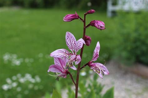 Luxury flowers from appleyard london. Types of Flowers - 170+ Flower Names + Pictures | Flower ...