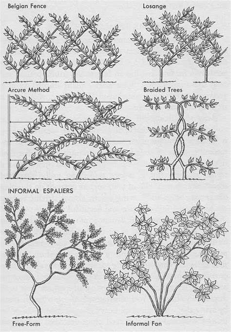 You can still grow an older tree on a wall, but you won't be able to create the fan shape so well. A Marmie Life: Espalier Fruit Trees