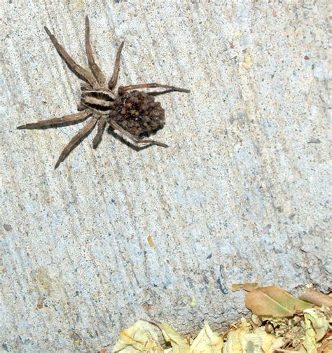 Camel spider pictures and information. Wolf Spider | Nature For Kids