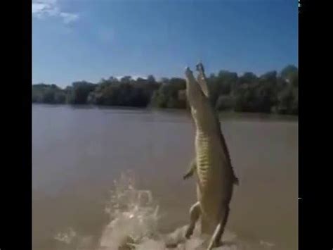 The crocodile pushes off from the bottom of the stream, and jumps with its muscles activated. How high can an alligator jump ? - YouTube