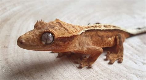 The 4 Types Of Geckos That Make Great Pets Petpress