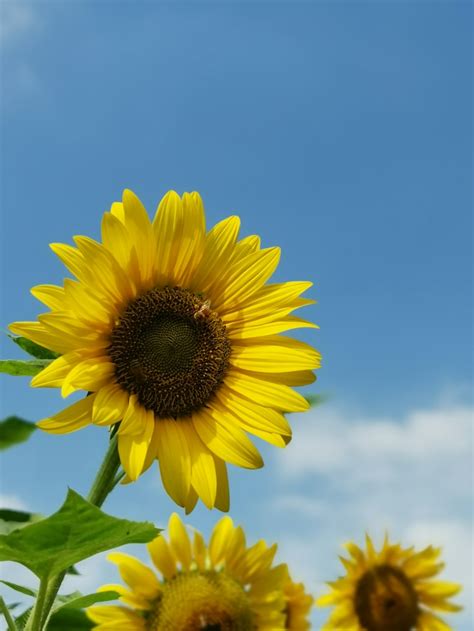 Yellow Sunflower Under Blue Sky During Daytime Photo Free Plant Image