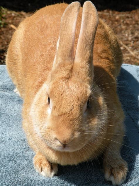 Palomino Another Commerical Type Breed Very Beautiful Rabbit