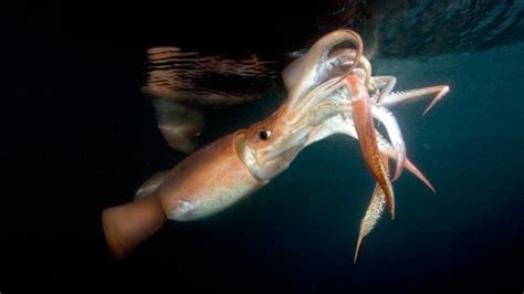The giant squid remains largely a mystery to scientists despite being the biggest invertebrate on earth. Discovery to Air First Video of Giant Squid - ABC News
