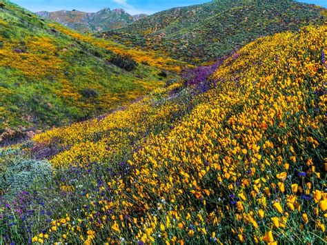 Maybe you would like to learn more about one of these? California's Lush Super Bloom Is Even More Stunning From ...