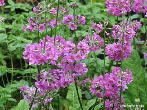 Check spelling or type a new query. Primula beesiana - Penlan Perennials Nursery