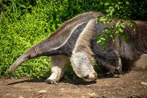 Giant Anteater Free Stock Photo Public Domain Pictures