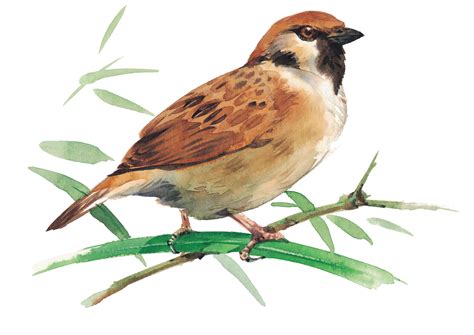 Sparrow Png Transparent Background Images
