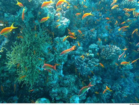 10 Amazing Sea Creatures Around The World | WorldWide Aquaculture