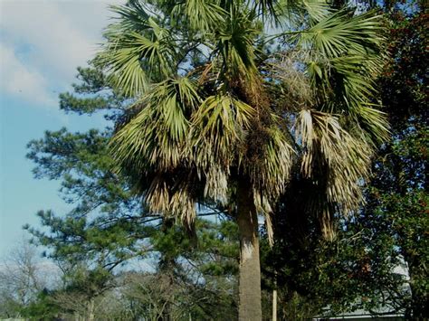 Bennettsville Sc The Sabel Palmetto Our State Tree Near Downtown
