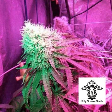 Strawberry Stardawg Bud Buddies Cannabis Seeds And Clones