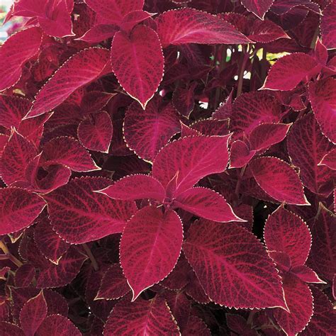 Whether you are new to planting grass seed or you're a seasoned lawn expert, selecting the best grass seed can the blades are fine and tolerate heavy traffic. Vigoro 1 Gal. Red Coleus Plant-8463 - The Home Depot