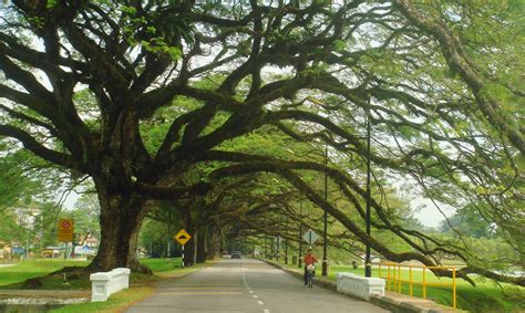 Check spelling or type a new query. FLORA MALAYSIA: Percaya atau tidak. Pokok Hujan-hujan ...