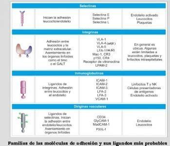Comenzar la demostración a partir de la página: Las moléculas de adhesión estructura familias - Paradigmia