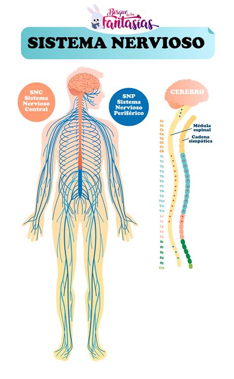 Partes Del Sistema Nervioso Sistema Nervioso Nervio Femoral Partes Del Reverasite