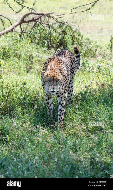 Cheetah Acinonyx Jubatus Ndutu Tanzania Stock Photo Alamy