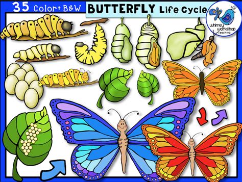 Life Cycle Butterfly Whimsy Workshop Teaching