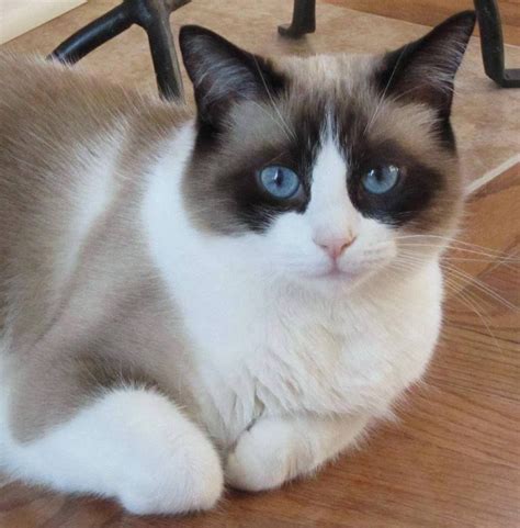 What A Beauty Snowshoe Cat Cats Siamese Kittens