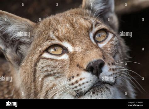 Lynx Lynx Lynx Stock Photo Alamy