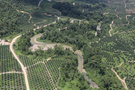 They are used in commercial agriculture oil palm plantations in the municipality of aracataca, colombia. Oil palm plantations in Borneo -- sabah_aerial_0585